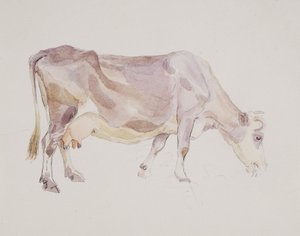 Standing Cow