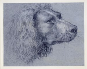 Head Study of a Spaniel by Agostino Carracci