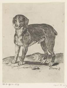 Standing Dog by Agostino Carracci