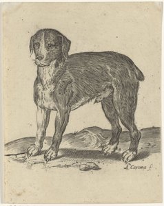 Standing Dog by Agostino Carracci
