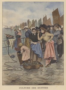 Harvesting Oysters at Cancale, Brittany