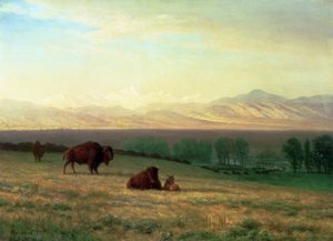 Buffalo on the Plains by Albert Bierstadt