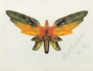 Butterfly by Albert Bierstadt