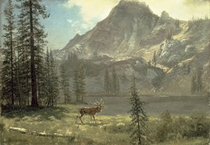 Call of the Wild