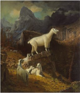 Rocky Mountain Goats by Albert Bierstadt