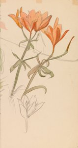 Orange Lilies
