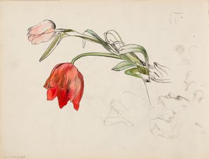 Tulips, Face Studies