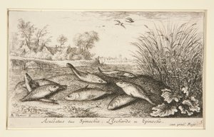 Aculeatus sive Spinachia by Albert Flamen