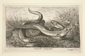 Anguilla by Albert Flamen