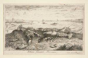 Astacus fluviatilis by Albert Flamen