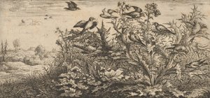 Carduelis, Chardonnet The Goldfinch: Livre d