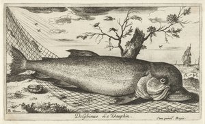 Dolphin in a Fishing Net (Delphinus Le Dauphin) (Fish and Other Sea Creatures - Saltwater Third Series) by Albert Flamen