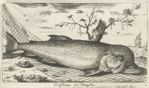 Dolphin in a Fishing Net by Albert Flamen