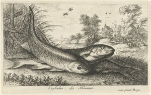 Three Chubs on a Riverbank (Fish and Other Sea Creatures - Freshwater First Series / Various Species of Freshwater Fish series) by Albert Flamen