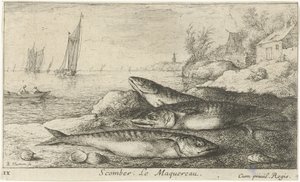 Three Mackerels on the Beach (Scomber. The Mackerel) (Fish and Other Sea Creatures - Saltwater First Series) (Various Species of Sea Fish) by Albert Flamen