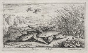Fresh Water Fish, Part II: Epelanus, L