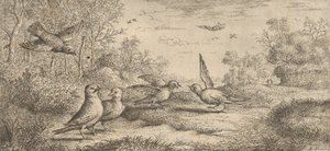 The Jay: Book of Birds