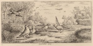 Garrulus, The Jay
