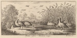 The Red-Legged Partridge