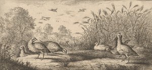The Red-Legged Partridge: Book of Birds