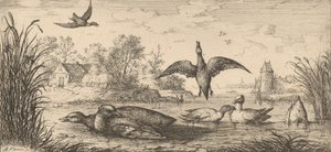 Querquedula, Cercelle The Teal: Livre d