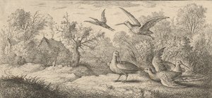 The Woodcock: Book of Birds, 1655-1660