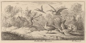 Rusticula, The Woodcock