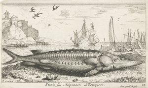 Sturgeon on the Beach (Sturio siue Acipenser, L