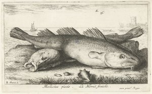 Two Codfish on the Beach (Molucius piscis. Le Moruë fraiche) by Albert Flamen