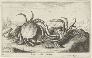 Two Crabs on the Beach (Fish and Other Sea Creatures - Saltwater First Series) by Albert Flamen