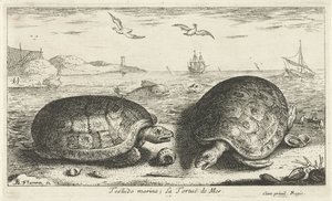 Two Turtles on the Beach by Albert Flamen