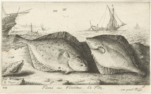 Two Plaice on the Beach (Flesus siue Fleteletus. La flez.) (Fish and Other Sea Creatures - Saltwater First Series) (Diverses Especes de Poissons de mer series) by Albert Flamen