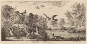Vanellus, The Lapwing by Albert Flamen