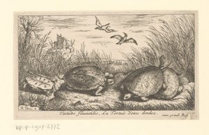 Four freshwater turtles among grass and reeds by Albert Flamen
