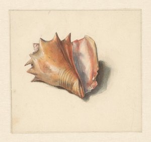 Study of a Shell