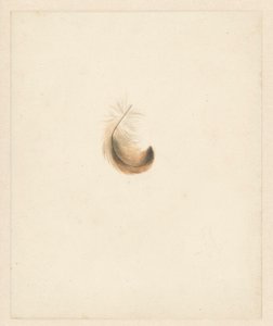 Study of a Feather