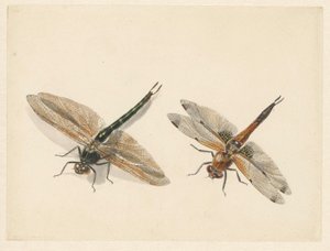 Study of Two Dragonflies