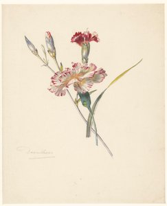 Study Sheet with Carnations