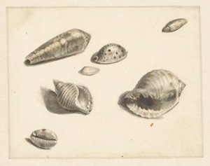 Study Sheet with Various Shells by Albertus Steenbergen