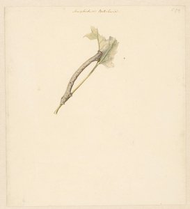 Study Sheet with Caterpillar, Amphidasis Betularia by Albertus Steenbergen