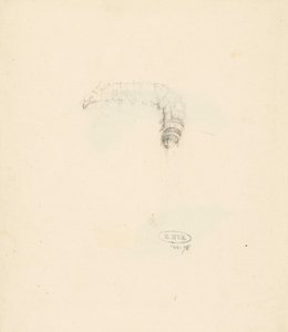 Study Sheet with Caterpillar, Lasiocampa Quireifolia