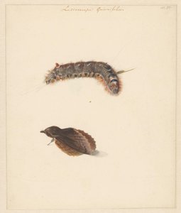 Study Sheet with Caterpillar and Moths, Lasiocampa Quireifolia