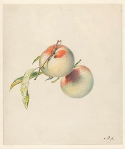 Two Peaches on Their Stems
