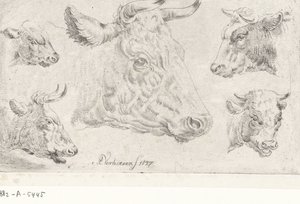 Five Heads of Cows by Albertus Verhoesen