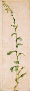 A Tobacco Plant