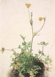 Buttercups, Red Clover and Plantain by Albrecht Dürer