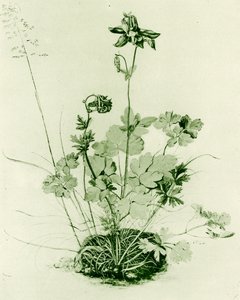 Columbine by Albrecht Dürer