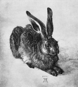 Hare