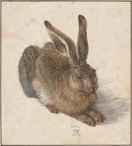 Hase, 1502 by Albrecht Dürer