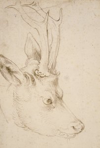 Head of a Roebuck by Albrecht Dürer
